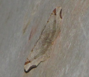 Macaria alternata, Geometridae